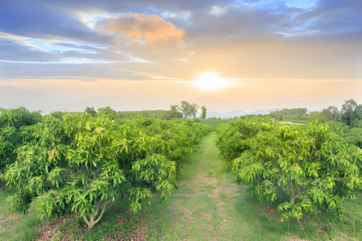 Mango Orchards